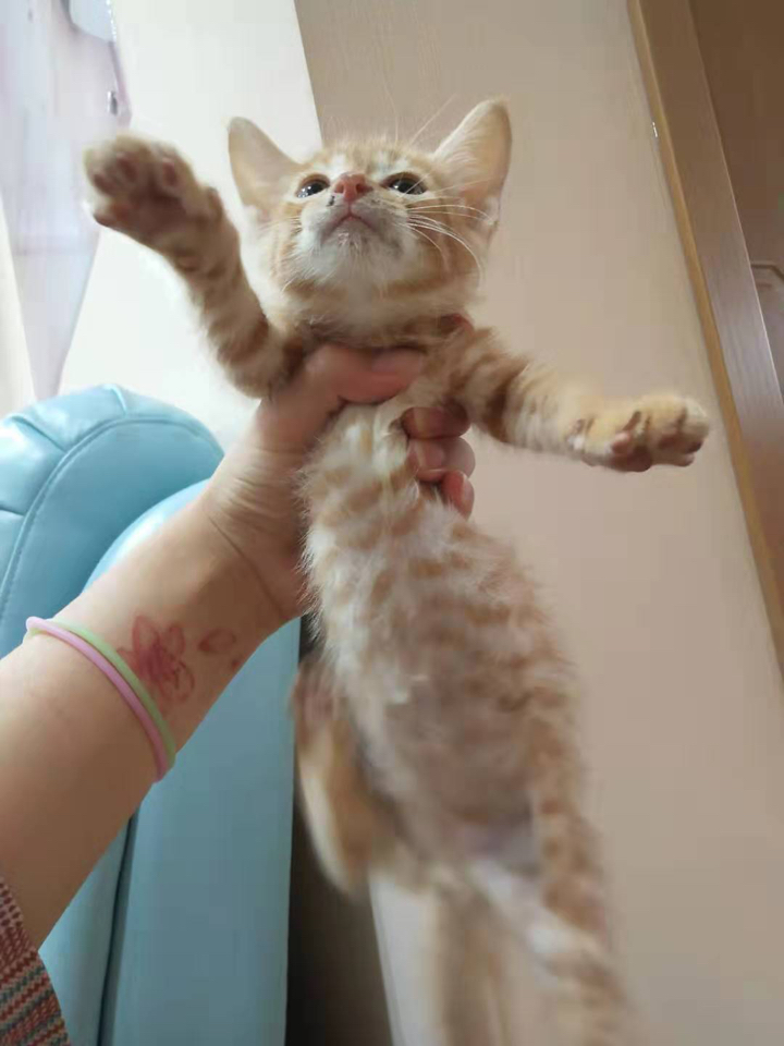 这是什么猫 - 冰心堂 - 《天下3》官方论坛